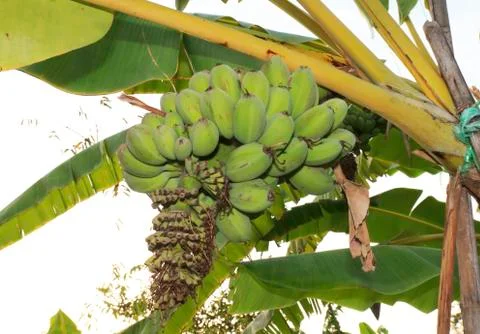 Banana tree Stock Photos
