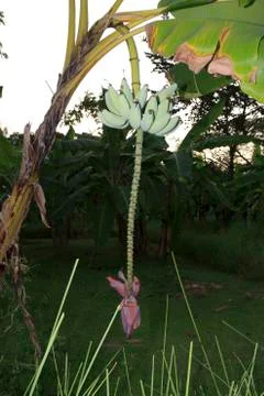 Banana tree Stock Photos