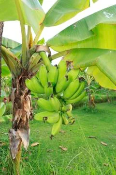 Banana tree Stock Photos