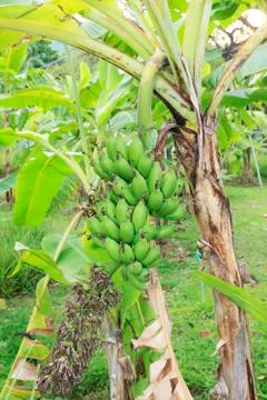Banana tree Stock Photos