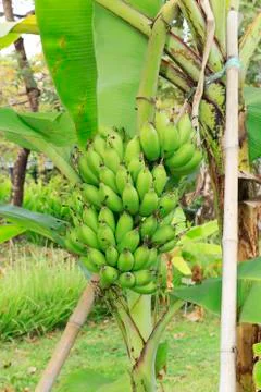 Banana tree Stock Photos