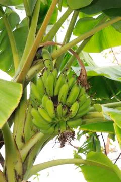 Banana tree Stock Photos