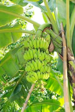 Banana tree Foto stock
