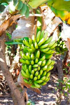 Banana tree Stock Photos