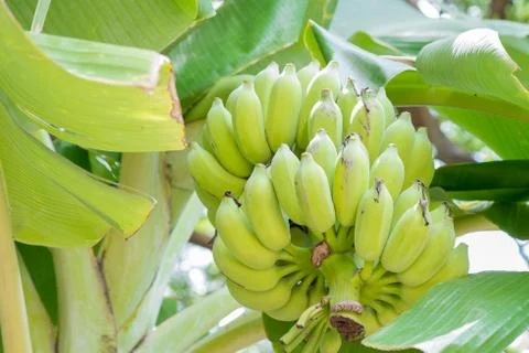 Banana on the tree Stock Photos