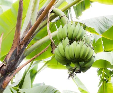 Banana tree Stock Photos