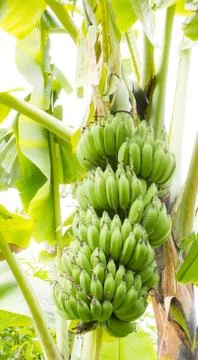 Banana tree Stock Photos