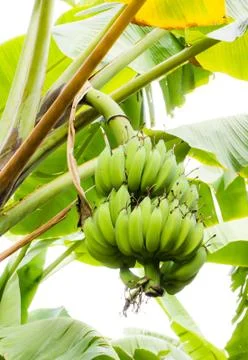 Banana tree Stock Photos