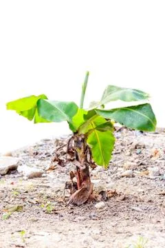 Banana tree Stock Photos