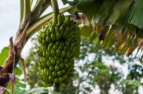 Banana Tree Stock Photos
