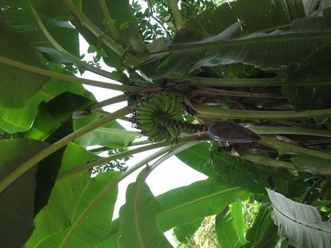 Banana tree Stock Photos