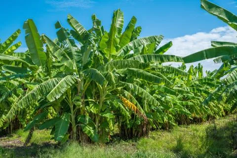 Banana tree Stock Photos