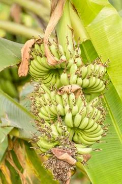 Banana on a tree Foto stock