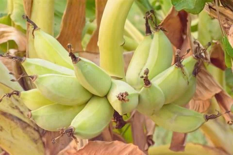 Banana on a tree Foto stock