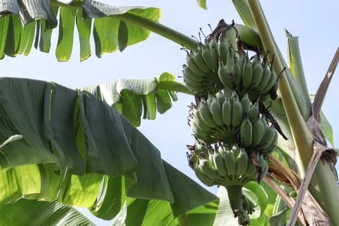 Banana tree Stock-Fotos
