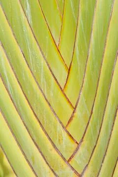 Banana tree Foto stock