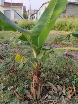 Banana Tree. Stock Photos
