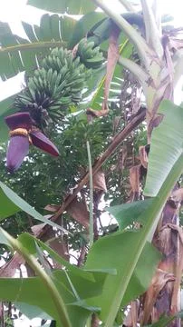 Banana tree Stock Photos