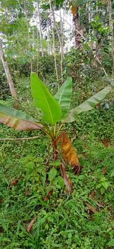 Banana tree Stock Photos