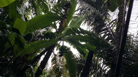 Banana Tree Stock Photos