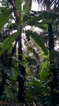 Banana Tree Stock Photos