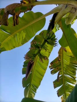 Banana tree Stock Photos