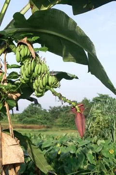 Banana Tree Foto stock