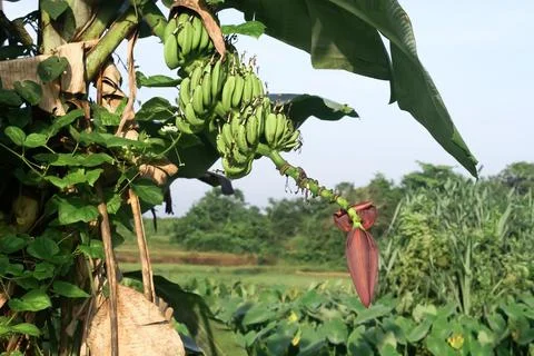 Banana Tree Foto stock