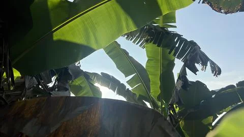 Banana tree Stock Photos