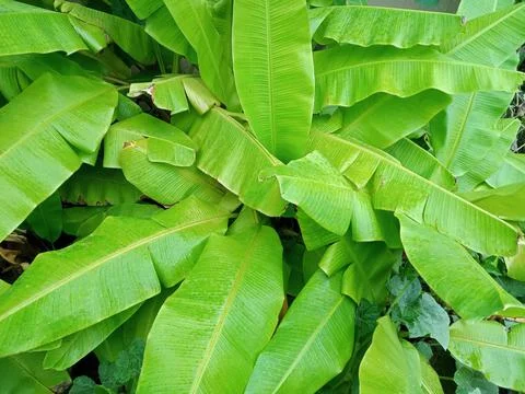 Banana Tree Stock Photos