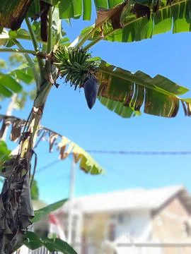 Banana tree Stock Photos