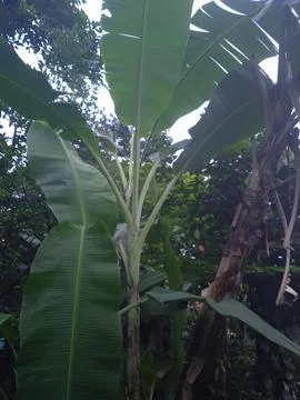 Banana tree Stock Photos
