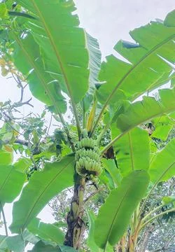 Banana tree Fotos de archivo