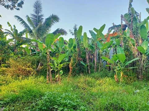 Banana tree Stock Photos