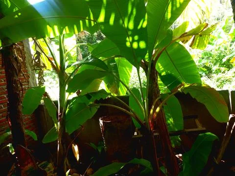 Banana Tree Stockfoto's