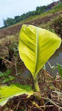 Banana tree Stock Photos