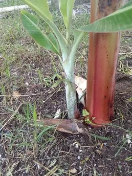 Banana tree Stock Photos