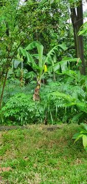 Banana tree Stock Photos