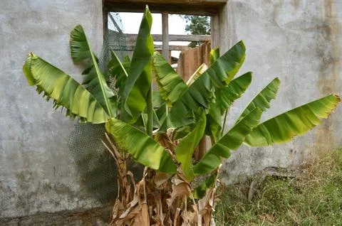 Banana tree Stock Photos