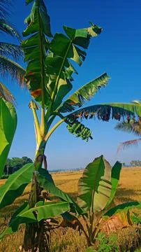 Banana tree 库存照片