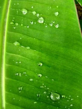 Banana tree Stock Photos