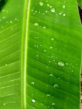 Banana tree Stock Photos