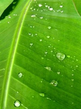 Banana tree Stock Photos