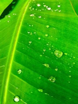 Banana tree Stock Photos