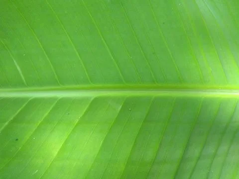 Banana tree Stock Photos