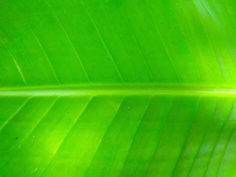 Banana tree Stock Photos