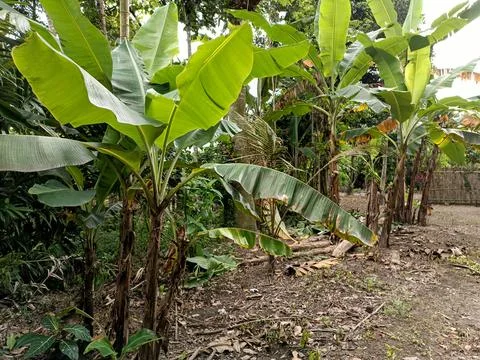 Banana tree Foto stock