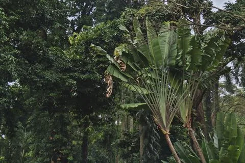Banana tree Stock Photos