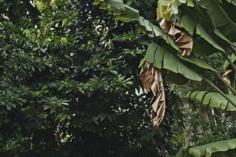 Banana tree Stock Photos