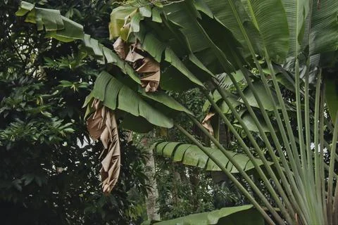 Banana tree Foto stock